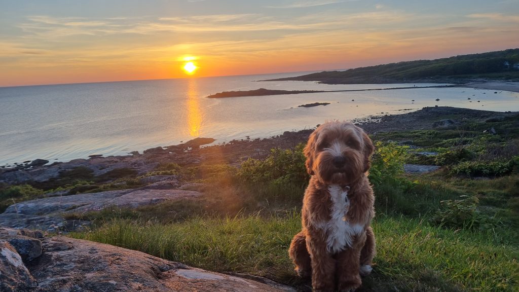 Stora skär Steninge